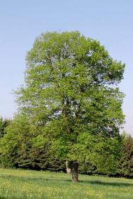 Family Tree